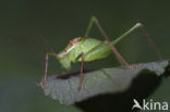 Speckled Bush-cricket (Leptophyes punctatissima)