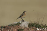 Northern Wheatear (Oenanthe oenanthe)