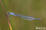 Scarce Blue-tailed Damselfly (Ischnura pumilio)