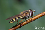 Terrasjeskommazwever (Eupeodes corollae)