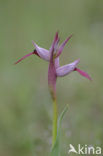 Tongorchis (Serapias gregaria)