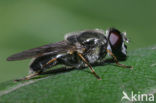 Tuingitje (Cheilosia caerulescens)