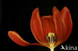 Tulip (Tulipa)