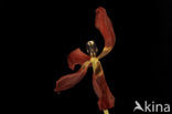Tulip (Tulipa)