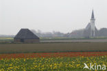 Tulip (Tulipa)