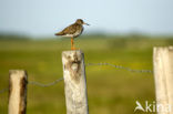 Tureluur (Tringa totanus) 