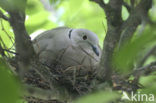 Turkse Tortel (Streptopelia decaocto)