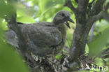 Turkse Tortel (Streptopelia decaocto)