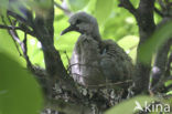 Turkse Tortel (Streptopelia decaocto)