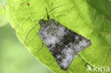 Broad-barred White (Hecatera bicolorata)