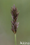 Tweerijige zegge (Carex disticha)