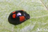 Tweestippelig lieveheersbeestje (Adalia bipunctata)