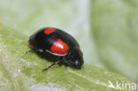 Tweestippelig lieveheersbeestje (Adalia bipunctata)