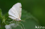 Tweevlekspanner (Lomographa bimaculata)