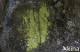 UV-mos (Psilolechia lucida)