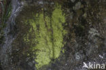 sulphur dust lichen (Psilolechia lucida)