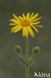 Arnica (Arnica montana)