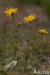 Arnica (Arnica montana)