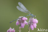 Variable Damselfly (Coenagrion pulchellum)