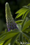 Vaste lupine (Lupinus polyphyllus)