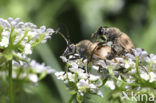 Pachytodes cerambyciformis
