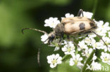 Pachytodes cerambyciformis