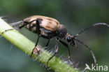 Pachytodes cerambyciformis
