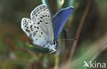 Veenbesblauwtje (Plebejus optilete) 