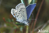 Veenbesblauwtje (Plebejus optilete) 