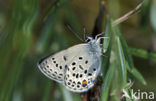 Veenbesblauwtje (Plebejus optilete) 