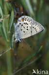 Veenbesblauwtje (Plebejus optilete) 