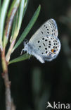 Veenbesblauwtje (Plebejus optilete) 