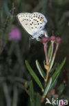 Veenbesblauwtje (Plebejus optilete) 