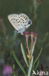 Veenbesblauwtje (Plebejus optilete) 