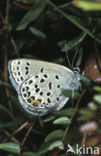 Veenbesblauwtje (Plebejus optilete) 