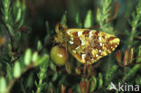 Veenbesparelmoervlinder (Boloria aquilonaris) 