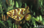 Veenbesparelmoervlinder (Boloria aquilonaris) 