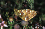 Veenbesparelmoervlinder (Boloria aquilonaris) 