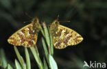 Veenbesparelmoervlinder (Boloria aquilonaris) 