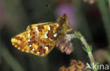 Veenbesparelmoervlinder (Boloria aquilonaris) 