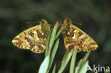 Veenbesparelmoervlinder (Boloria aquilonaris) 