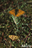 Veenbesparelmoervlinder (Boloria aquilonaris) 