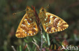 Veenbesparelmoervlinder (Boloria aquilonaris) 