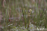 Veenbloembies (Scheuchzeria palustris) 