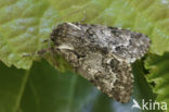 Light Knot Grass (Acronicta menyanthidis)