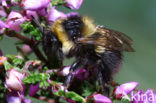 Veenhommel (Bombus jonellus) 