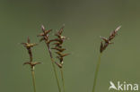 Veenzegge (Carex davalliana)