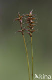 Veenzegge (Carex davalliana)