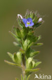 Veldereprijs (Veronica arvensis)