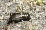 Field-cricket (Gryllus campestris)